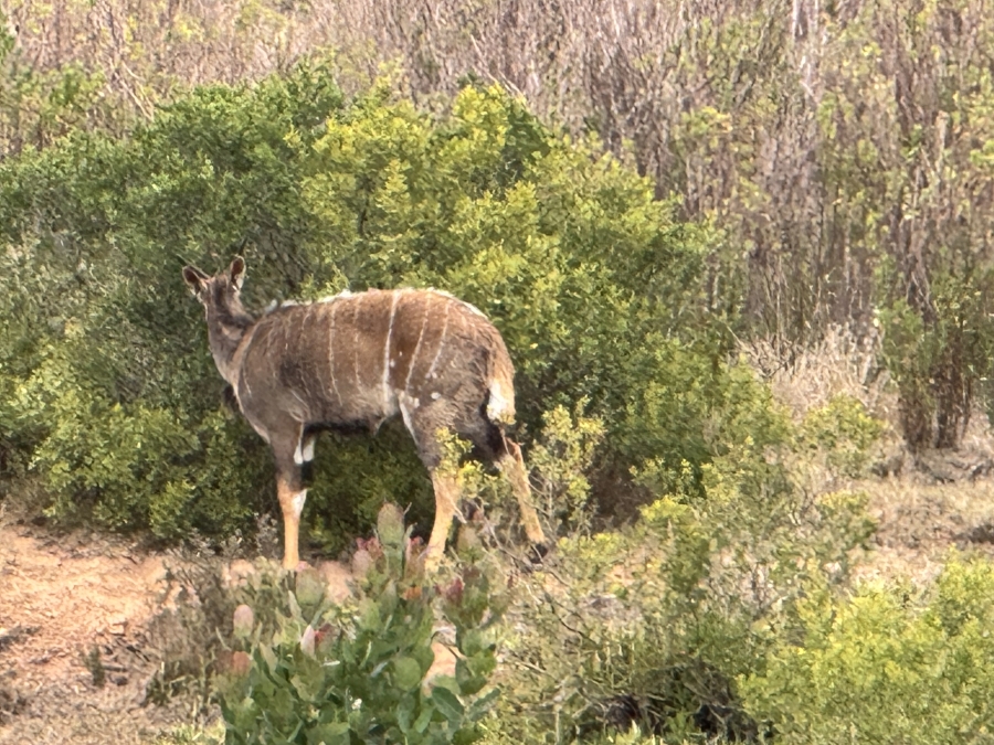 4 Bedroom Property for Sale in Outeniquasbosch Western Cape